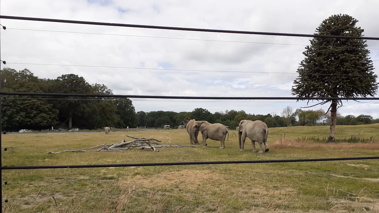 Elefanten im Knuthenborg Safaripark. Die Dickhäuter lassen sich auf der Rundfahrt durch den Park beobachten.